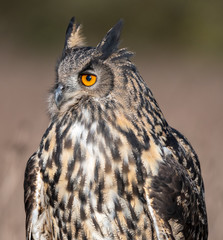 Portrait of an Eurasian Eagle Owl (Bubo bubo)