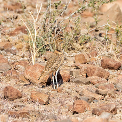 Double-banded Courser