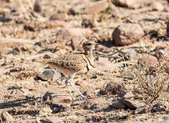 Double-banded Courser