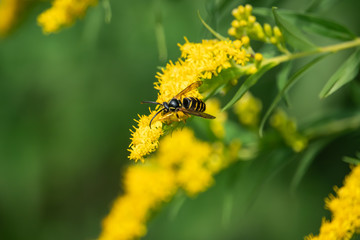 Common Aerial Yellowjacket on Goldenrod Flowers