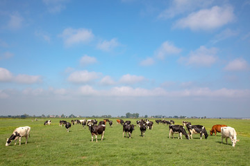 Herd of cows in field, a wide landscape with dairy livestock on a summer day with blue sky with clouds.