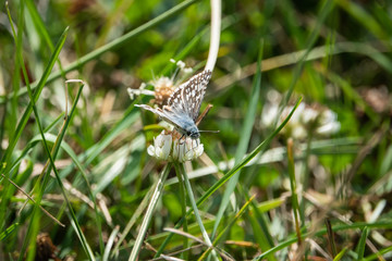 Common Checkered Skipper on White Clover Flowers