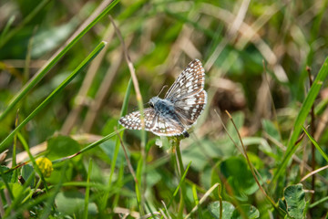 Common Checkered Skipper on White Clover Flowers