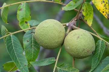 Eastern Black Walnut Fruits in Summer