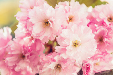 Beautiful nature scene with blooming cherry tree in spring. Sakura flowers in bloom.