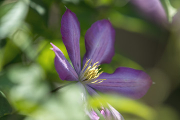Purple beautiful flower Clematis Jackmanii (Atragene Clematis) in garden. Beautiful spring holiday greeting card.