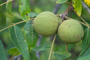 Eastern Black Walnut Fruits in Summer