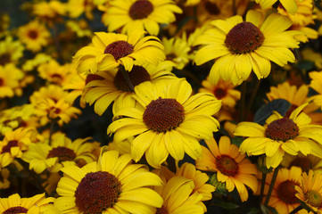 Rudbeckien