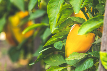 Fresh juicy yellow green peppers on the branches close-up. Agriculture - large crop of pepper