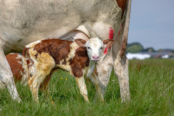 Newborn freshly cute montbeliarde calf is standing next to her mother cow in the tall grass in a...