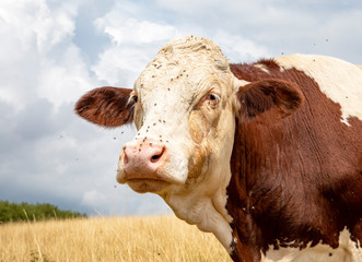 Beautiful cow's head, powerful sage old, red white Montbeliarde cow with flies and tear fluid on...