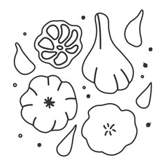 Stylised contour vector illustration of garlic in hand drawn sketch line style. Linear drawing of vegetable cooking ingredients with seasoning. Organic vegan food. isolated black and white elements.