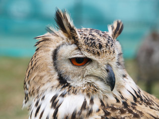 Owl closeup