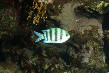 Scissortail Sergeant - Abudefdud Sexfasciatus