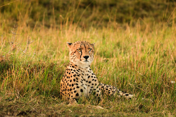 Fototapeta na wymiar cheetah on lookout 