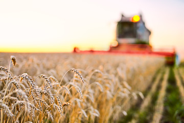 Combine harvester harvests ripe wheat. Ripe ears of gold field