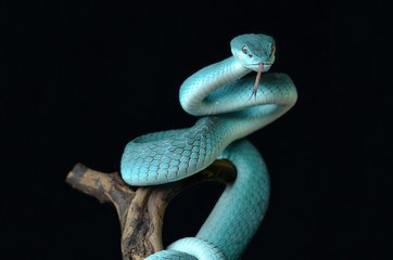 snake on black background