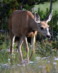 Fawn up close