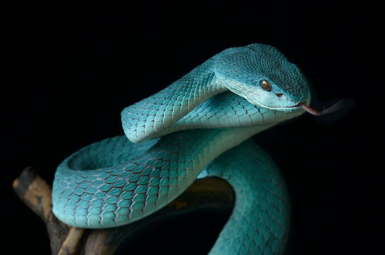 closeup of snake