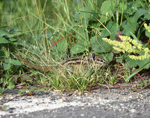 Chipmunk hiding in grass