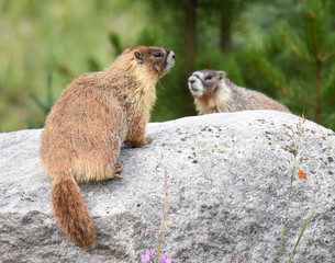 Naklejka na ściany i meble yellow-belly marmots on a rock