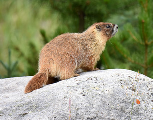 marmot sitting on rock