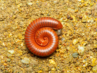 Millipedes Red walking on the ground