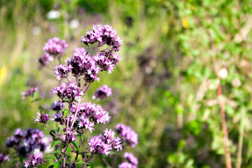 Beautiful wild oregano flowers on a summer meadow