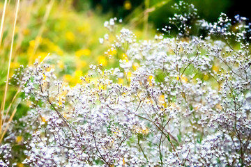 Wild Gypsophila flowers on summer meadow background