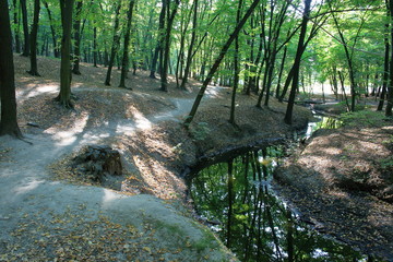 stream in the summer forest