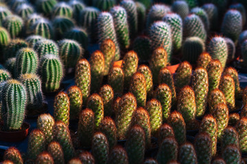 Beautiful many vibrant green small cactus in flower pots pattern texture in flower shop for background or wallpaper.