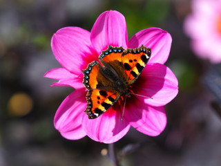 Small tortoiseshell butterfly (Aglais urticae) on a pink Dahlia flower