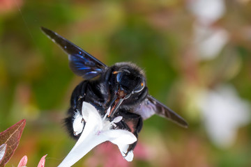 Abelha-Carpinteira Carpenter Bee Xylocopa Violacea