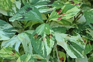 Persicaria virginiana var. filiformis 'Painter's Palette'