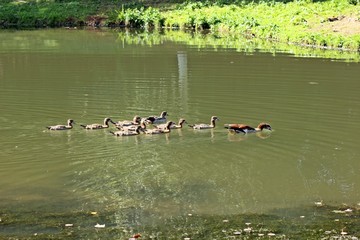 Nilganspaar (Alopochen aegyptiaca) mit acht Küken im Wasser