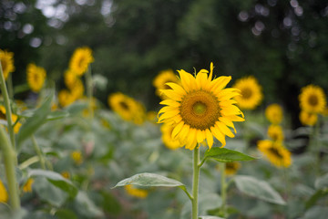 Yellow Sunflower in garden