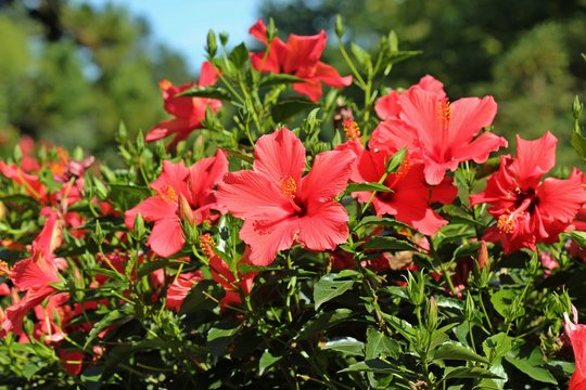 Roter Chinesischer Hibiskus (Hibiscus rosa-sinensis)