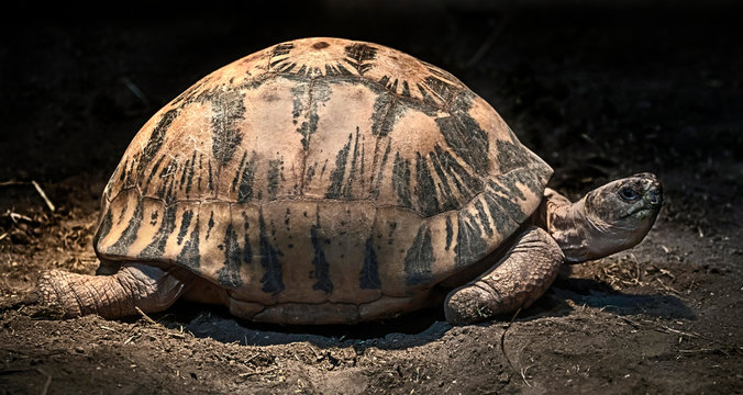 Radiated tortoise with dye spots on the shell. Latin name - Astrochelys radiata