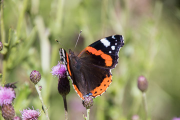 Admiral Falter auf einer violetten Distel