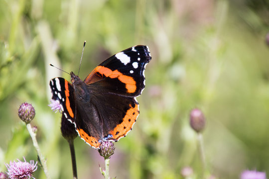 Admiral Falter auf einer violetten Distel