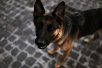 Animal cruelty concept. Sad gaze of homeless dog at the street. Abandoned pet looking on camera. Small suffering puppy portrait