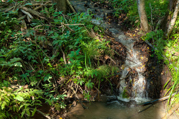 Naklejka na ściany i meble small stream in forest with waterfall over small rocks