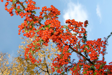 re berries on a tree
