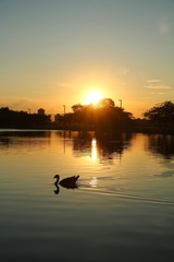 Goose at Sunset