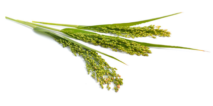 Panicum Or Panicgrass Isolated On White Background.