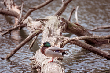 Duck on tree