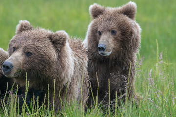 Fototapeta premium Female coastal brown bear (Ursus arctos) feeding cubs in Lake Clark National Park, Alaska