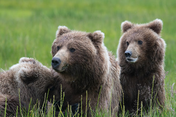 Obraz na płótnie Canvas Female coastal brown bear (Ursus arctos) feeding cubs in Lake Clark National Park, Alaska