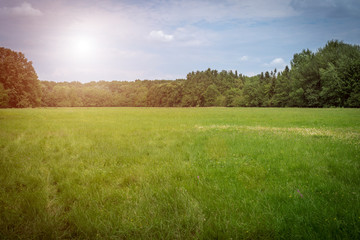 Beautiful green meadow