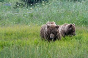 Coastal brown bear (Ursus arctos) cubs in a meadow in lake Clark National Park, Alaska